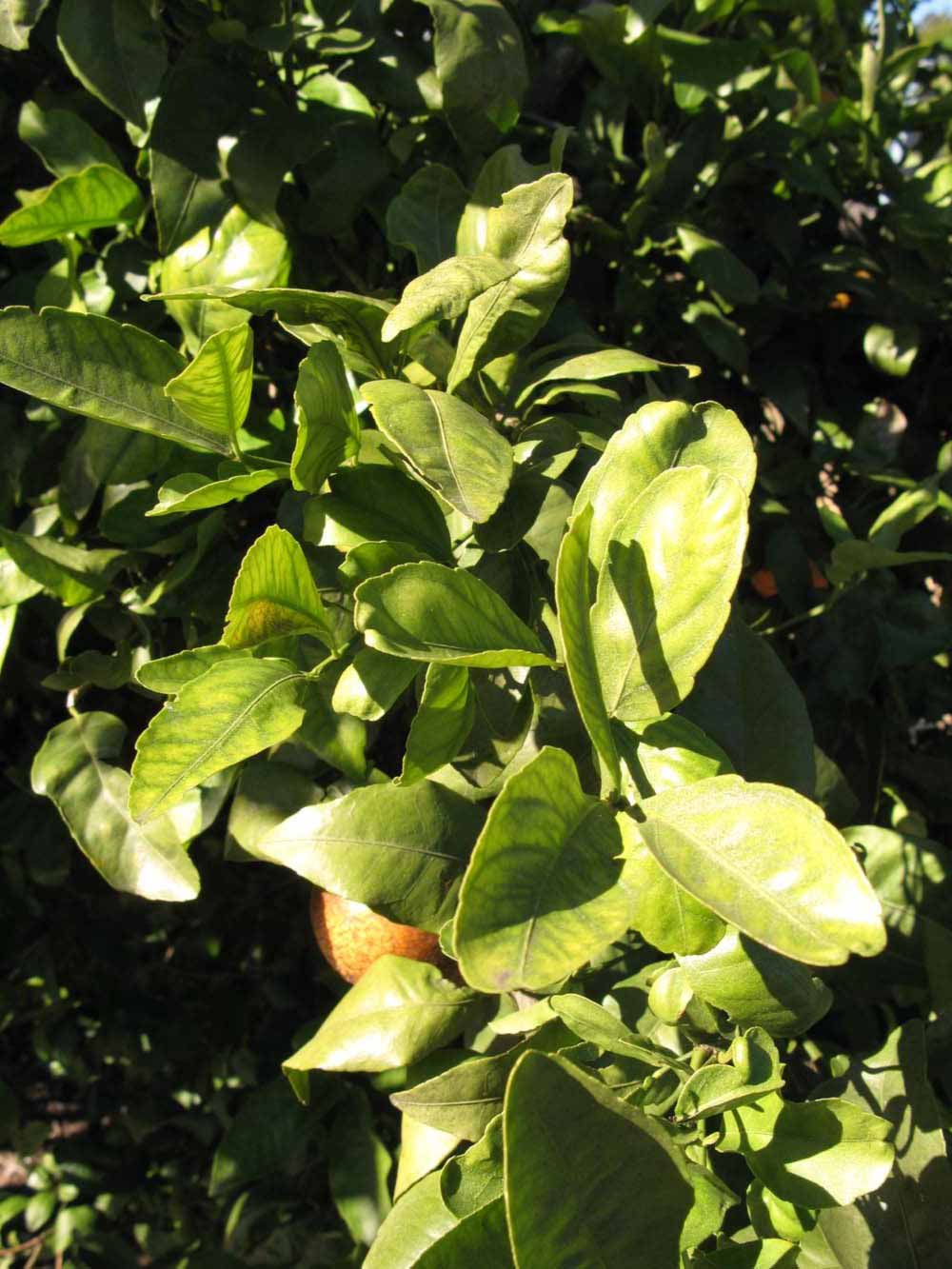            Sun leaves (Winter Haven, FL)   